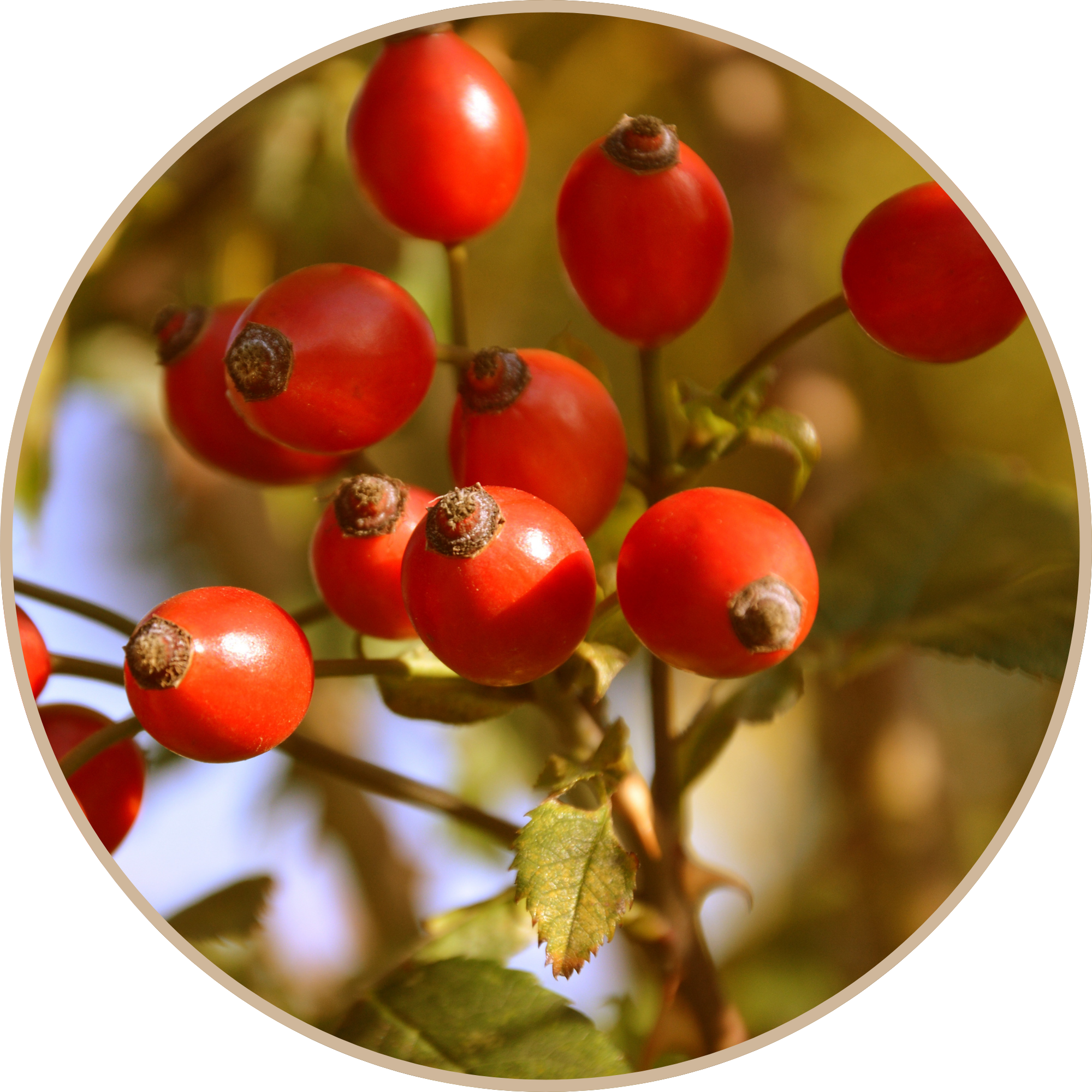 Rosehip Oil